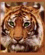 tigre leone 97