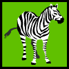 zebre 6