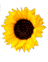 girasoli 6