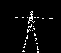 scheletri 42