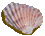 conchiglie 1