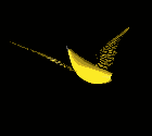 banana 31