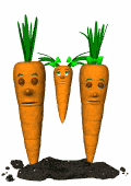 carote 28