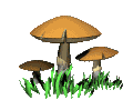 funghi 12
