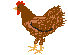 uova pollo 68