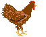 uova pollo 69