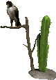 cactus 21