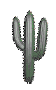 cactus 29