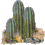 cactus 6