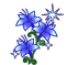 fiori 31