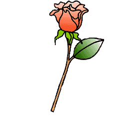 rose 161