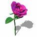 rose 59