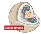 Cellula umana