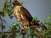 Aquila su albero
