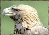 Aquila 