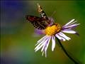 farfalle