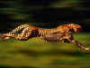 ghepardo che corre