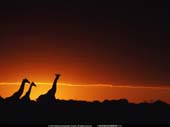giraffe al tramonto