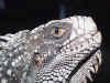 iguana