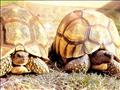 tartaruga