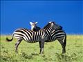 zebre