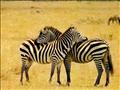zebre
