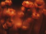 FIORI