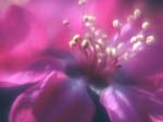 FIORI