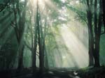 Foreste