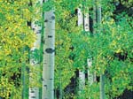 Foreste