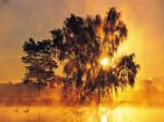 Foreste