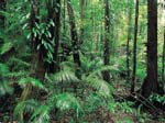 Foreste