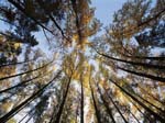 Foreste