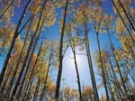 Foreste