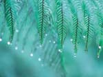 Foreste