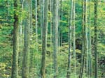 Foreste