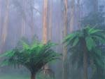 Foreste