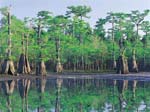 Foreste