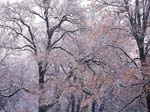 Foreste