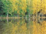 Foreste