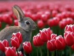coniglio nei tulipani