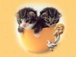 gattini in tazza