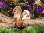 conigli sul legno