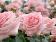 Immagine personale di Alina