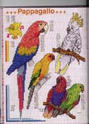 Schema punto croce Pappagalli 1
