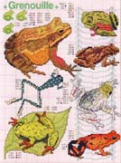 Schema punto croce rane grandi