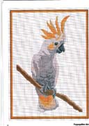 Schema punto croce Pappagallo