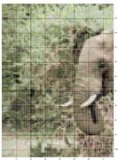 Schema punto croce Elefante-1