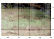 Schema punto croce Elefante-6