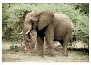 Schema punto croce Elefante